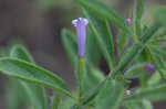 Drummond's false pennyroyal